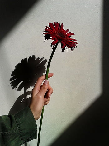 A vibrant red Gerbera daisy held against a textured wall, casting a dramatic shadow. HD phone wallpaper