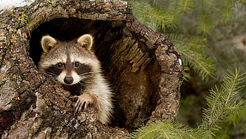 Rustic raccoon, beauty, High-resolution , enhancement HD wallpaper