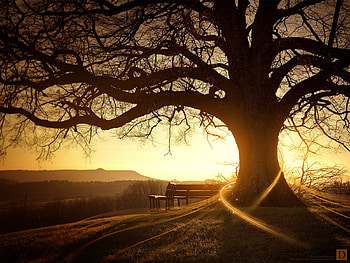 Sunset, nature, tree HD wallpaper