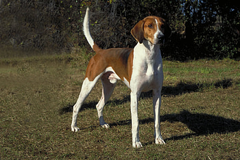 Foxhound HD wallpaper