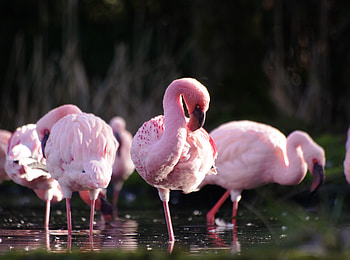 Wildlife, birds, flamingos HD wallpaper