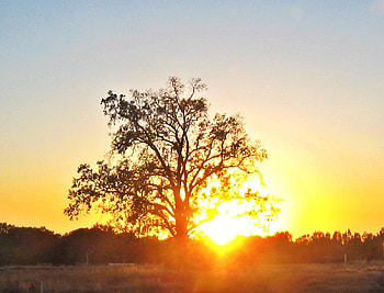 the tree of life, sky, orange, tree, sunset HD wallpaper