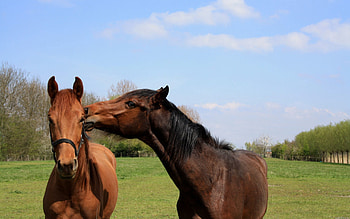 Animals, Grass, Horses, Couple, Pair, Stroll HD wallpaper