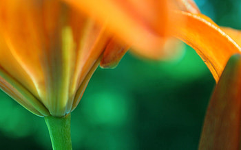 Flower, Plant, Macro, Branch HD wallpaper