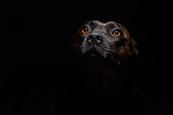 Animals, Dark, Dog, Muzzle, Sight, Opinion HD wallpaper