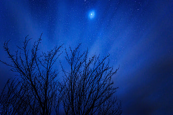 Nature, Trees, Stars, Night, Shine, Starry Sky, Brilliance HD wallpaper