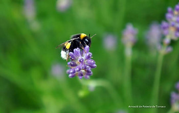 Seasons VIII., graphy, garden, , insects, grass, seasons, spring, summer, bee, abstract, field, flower, close-up, nature, macro HD wallpaper