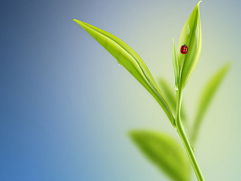 Nature27s Windows7 . jpg, ladybug ladybird, grass, grassspike HD wallpaper