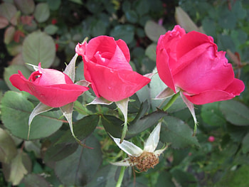 wild Roses on a picnic day at the park 03, graphy, roses, green, red, flowers HD wallpaper