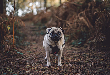 Animals, Dog, Stroll, Pug HD wallpaper