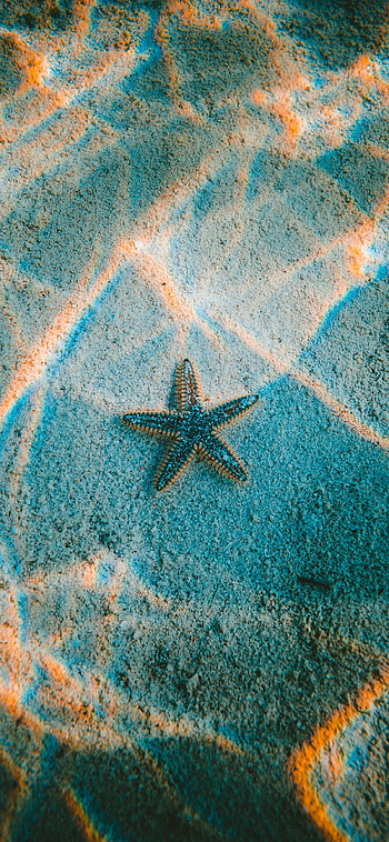 Starfish Sea Beach, Nature , X, Background HD phone wallpaper