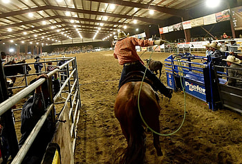 Buck, Rodeo, Time, Rodeo Daily News HD wallpaper