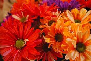 Daisies for spring, table, colored, bouquet, daisies HD wallpaper