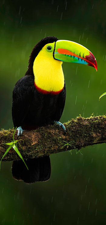 Unique animal, Tropical bird, Eye-catching beak, Wildlife graphy HD phone wallpaper
