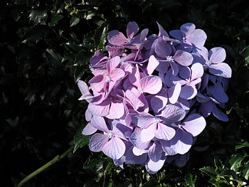 hydrangea in holly, purple, nature, flowers, hydrangea HD wallpaper