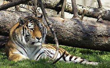 Animals, Grass, To Lie Down, Lie, Predator, Big Cat, Tiger HD wallpaper