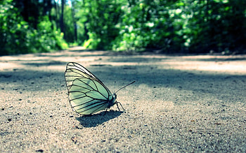 Grass, Sand, Macro, Butterfly HD wallpaper
