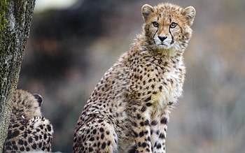 Cheetah, animal, nature, cat HD wallpaper