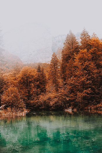 Nature, Water, Trees, Autumn, Lake, Fog HD phone wallpaper