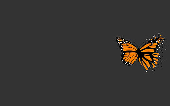 Butterflies, Insects HD wallpaper