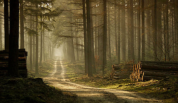 Along The Forest Path, Splender, browns, pathway, rural, , trees, Nature, forest HD wallpaper