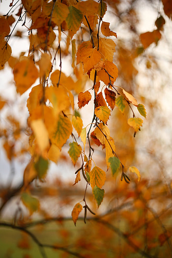Nature, Autumn, Leaves, Branch, Birch HD phone wallpaper