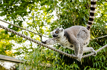 Animals, Lemur, Ring-Tailed Lemur, Cat Lemur, Katta HD wallpaper