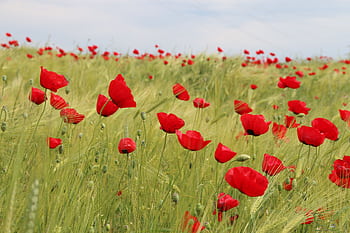 Capture of vivid red poppies flourishing in a lush green field under a bright sky. HD wallpaper