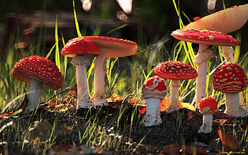 Mushroom Family, nature, mushrooms, red, macro, cobweb HD wallpaper