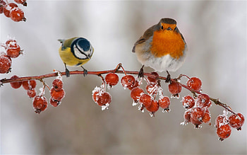 Blue tit , 10 HD wallpaper