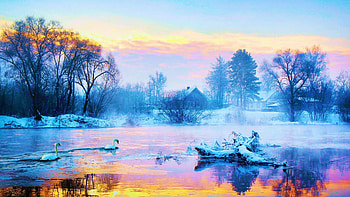 Cold Winter Morning, swans, sunrise, lake, trees, water, reflections HD wallpaper