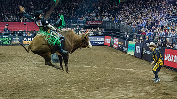 Breeding bucking bulls, Rodeo secrets, Cows' influence, New York Times article HD wallpaper