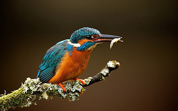 Feathers, Fish branch, Macro animals, Beautiful bird HD wallpaper
