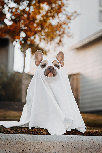 Animals, Dog, Pet, Cape, Ghost HD phone wallpaper