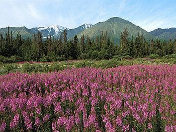 Landscape, Flowers, Mountains HD wallpaper