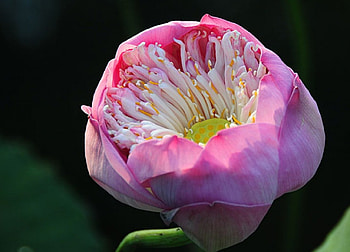 Lotus, pink, pretty, flower HD wallpaper