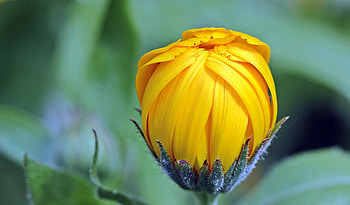 Flower, Macro, Bud, Marigold, Calendula, Marigolds HD wallpaper