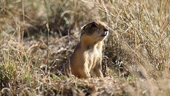 Endangered Species, State power, Protection issues HD wallpaper