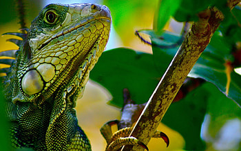 Iguana 2 , Animal HD wallpaper
