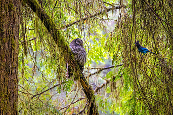 Owl and his noisy Bluejay neighbour, owl, bluejay, animals, birds, forest, park HD wallpaper
