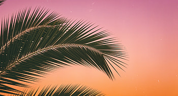 Palm Leaf at Sunset, palm leaf, palm tree, tropical, sky, nature HD wallpaper
