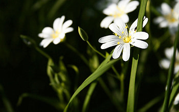 Flowers, Macro, Bright HD wallpaper