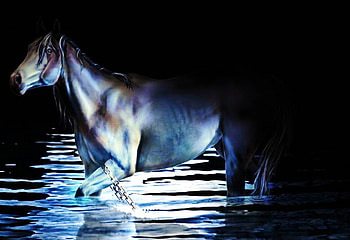 Horse In Water, ewgwer, g, te, htrt, rj, wrhhht HD wallpaper