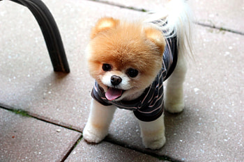 Boo Puppies, boo, dog, animals, cute HD wallpaper