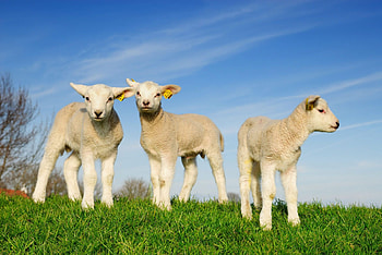 Adorable baby sheep, Fluffy white coat, Sweet innocence, Cute animal graphy HD wallpaper