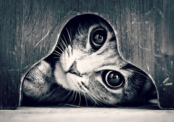 Hello! You're there?, animal, white, black, bw, cute, cat, wood, funny, heart HD wallpaper