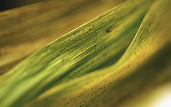 Background, Macro, Surface, Sheet, Leaf, Veins HD wallpaper