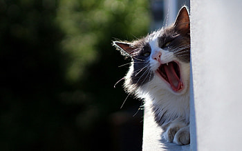 Animals, Cat, Fluffy, Muzzle, Cool, Yawn, To Yawn HD wallpaper