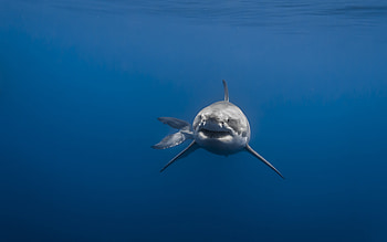 Great White Shark , Samantha Cunningham post, Captivating ry, Aquatic elegance HD wallpaper