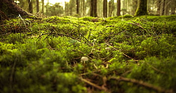 Explore the vibrant, moss-covered forest floor in Zagorje ob Savi, Slovenia. HD wallpaper